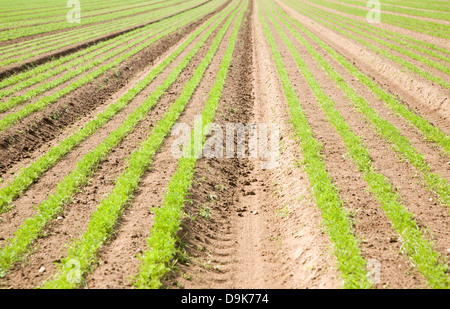 Zeilen junge Karotten Anbau im Feld Suffolk England Stockfoto