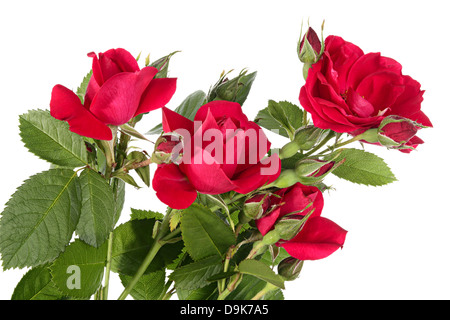 Blumen des Kletterns stieg auf weißem Hintergrund Stockfoto