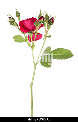 Eine Blume der Rimbling rose auf einem weißen Hintergrund isoliert Stockfoto