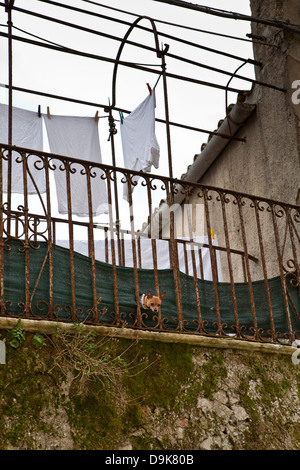 Beobachtet von der Haushund in die Stadt Erice, Sizilien. Stockfoto