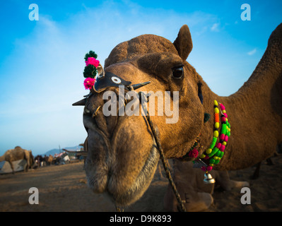 Nahaufnahme eines Kamels in Pushkar Camel Fair, Pushkar, Ajmer, Rajasthan, Indien Stockfoto