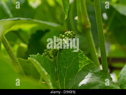 Ein Cluster aus unreifen grünen Trauben wachsen in den Weinbergen im Frühjahr. Stockfoto