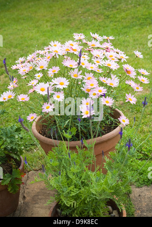 Argyranthemum rosa Gänseblümchen-wie Blumen Stockfoto