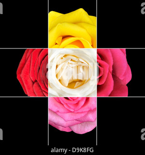 Bunte Rose Blume Mosaikdesign die besteht aus 9 Quadraten auf 3 x 3-Raster mit Teilen der rosafarbenen Blume. Stockfoto