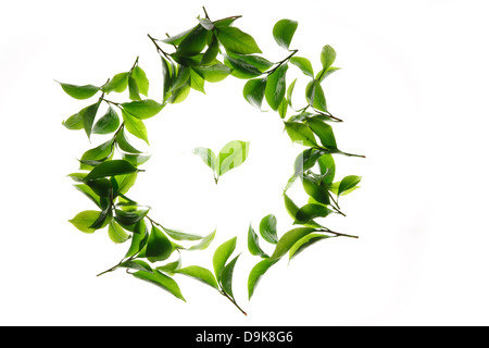 Nahaufnahme der Teeblätter Stockfoto