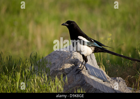 Schwarz-billed Elster Pica Hudsonia.  Gefunden Sie im Okanagan Bereich von British Columbia, Kanada. Stockfoto