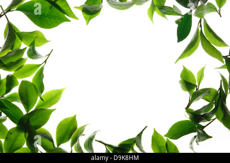 Nahaufnahme der Teeblätter Stockfoto