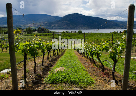 Reihen der Weinstöcke in einem Weinberg führen den Hügel hinunter zu Okanagan See und die umliegenden Berge. In Nararamata, b.c., Kanada. Stockfoto