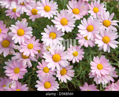 Argyranthemum rosa Gänseblümchen-wie Blumen Stockfoto