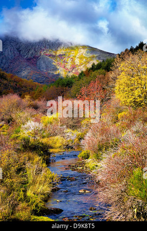 Herbst an der Buche Holz "Hayedo de Tejera Negra" Nature Reserve. Provinz Guadalajara. Kastilien-La Mancha. Spanien Stockfoto