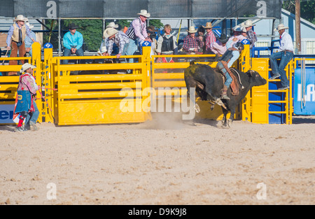 Cowboy-Teilnehmer in einem Bullenreiten Wettbewerb beim Helldorado Tage Professional Rodeo in Las Vegas Stockfoto