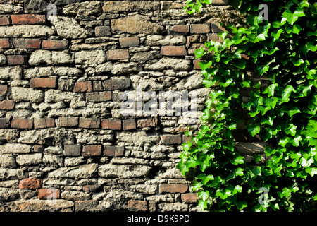 die Steinmauer mit Efeu bedeckt Stockfoto