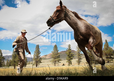 Ein US-Marine Tier Verpackung Kurs Chefausbilder übt seinen Mustang, Hondo im Mountain Warfare Training Center 15. Juni 2008 in der Nähe von Bridgeport, Kalifornien. Die tierischen Verpackung Kurs ist der einzige seiner Art in das Verteidigungsministerium und lehrt Marines und anderen militärischen Personals arbeiten effektiv und effizient mit Lasttier Munition transportieren, Lieferungen und verletzte Mitarbeiter und aus den Bereichen unzugänglich für mechanisierte und Luftverkehr. Stockfoto