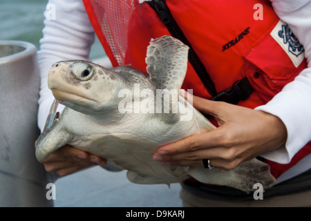 Ein Spezialist für Bildung Programme mit der Houston Zoo bereitet ein Kemp Ridley Meeresschildkröten zur Veröffentlichung 18. Oktober 2012 vor der Küste von Sabine Pass, Texas. Stockfoto