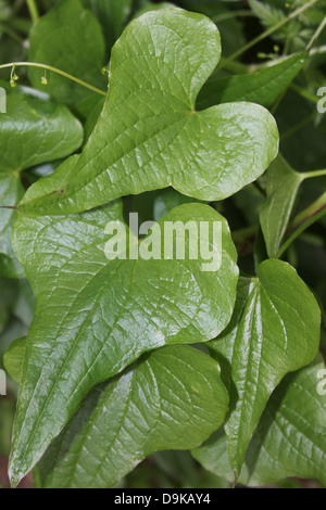 Schwarz-Zaunrübe Dioscorea Communis Blätter Stockfoto