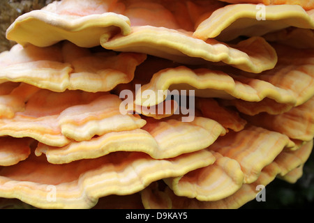 Huhn von The Woods Laetiporus schwefelhaltigen im Detail Stockfoto