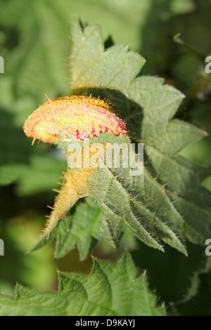 Brennnessel Rostpilz Puccinia urticata Stockfoto