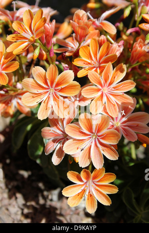 Orange-Lewisia Cotyledon Blumen Stockfoto