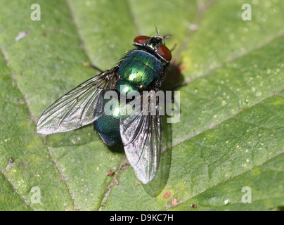 Makro der gemeinsamen grünen Flasche Fliege (Phaenicia Sericata, Lucilia Sericata) Stockfoto