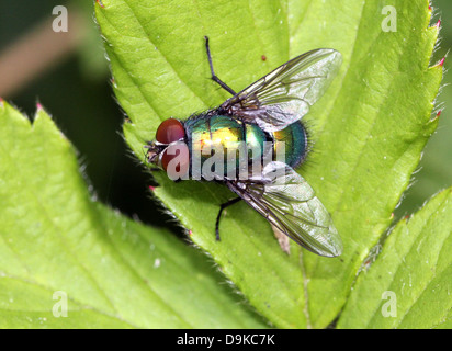 Makro der gemeinsamen grünen Flasche Fliege (Phaenicia Sericata, Lucilia Sericata) Stockfoto