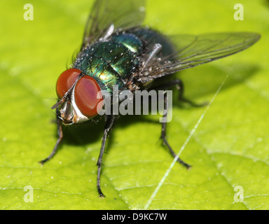 Makro der gemeinsamen grünen Flasche Fliege (Phaenicia Sericata, Lucilia Sericata) Stockfoto