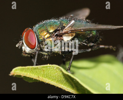 Makro der gemeinsamen grünen Flasche Fliege (Phaenicia Sericata, Lucilia Sericata) Stockfoto