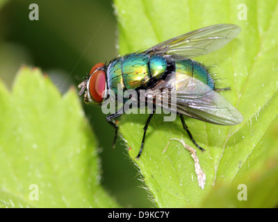Makro der gemeinsamen grünen Flasche Fliege (Phaenicia Sericata, Lucilia Sericata) Stockfoto