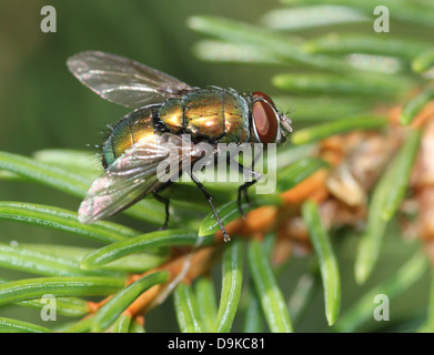 Makro der gemeinsamen grünen Flasche Fliege (Phaenicia Sericata, Lucilia Sericata) Stockfoto