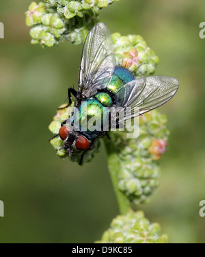 Makro der gemeinsamen grünen Flasche Fliege (Phaenicia Sericata, Lucilia Sericata) Stockfoto