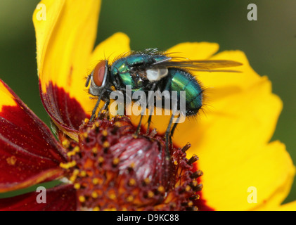 Makroaufnahme einer gemeinsamen grünen Flasche Fliege (Phaenicia Sericata, Lucilia Sericata) posiert auf einer Blume Stockfoto
