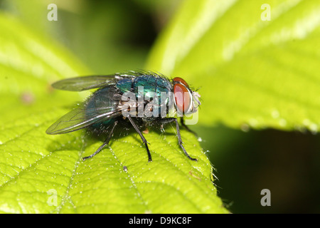 Makro der gemeinsamen grünen Flasche Fliege (Phaenicia Sericata, Lucilia Sericata) Stockfoto