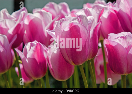 Nahaufnahme von rosa und weißen Tulpen in der Sonne Stockfoto