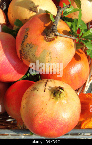 Granatäpfel in einen Gemüsehandel zu verkaufen Stockfoto