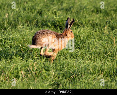 Braun Feldhase (Lepus Europaeus) läuft schnell durch eine Wiese Stockfoto