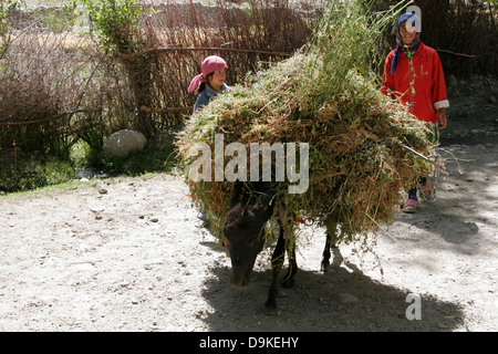 Esel mit Rasen, Wakhan Valley Tadschikistan, Zentralasien Stockfoto