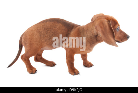 Dackel Welpen, 3 Monate alt Stockfoto