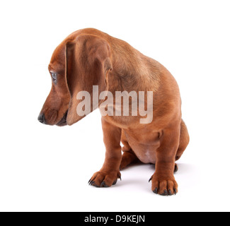 Dackel Welpen, 3 Monate alt Stockfoto