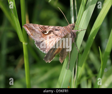 Detaillierte Nahaufnahme der kleinen Motte gräulich-braun Silber Y (Autographa Gamma) Stockfoto