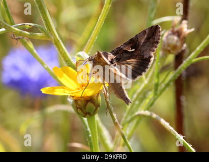 Detaillierte Nahaufnahme der kleinen Motte gräulich-braun Silber Y (Autographa Gamma) Stockfoto