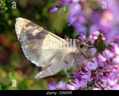 Detaillierte Nahaufnahme der kleinen Motte gräulich-braun Silber Y (Autographa Gamma) Stockfoto