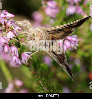 Detaillierte Nahaufnahme der kleinen Motte gräulich-braun Silber Y (Autographa Gamma) Stockfoto