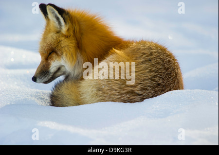 Erwachsenen Rotfuchs (Vulpes Vulpes) Jagd am Straßenrand im Yellowstone NationalPark, Mammoth Hot Springs, Wyoming, USA am 22. Januar Stockfoto