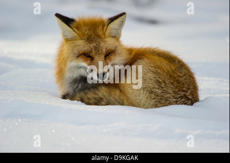 Erwachsenen Rotfuchs (Vulpes Vulpes) Jagd am Straßenrand im Yellowstone NationalPark, Mammoth Hot Springs, Wyoming, USA am 22. Januar Stockfoto