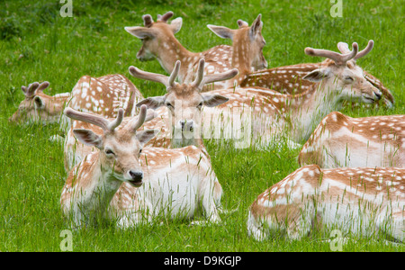 Krippe von Hirschen Damhirsch (Dama Dama) leise nachwachsende Geweih im Hochsommer - Ashton Gericht Bristol Stockfoto