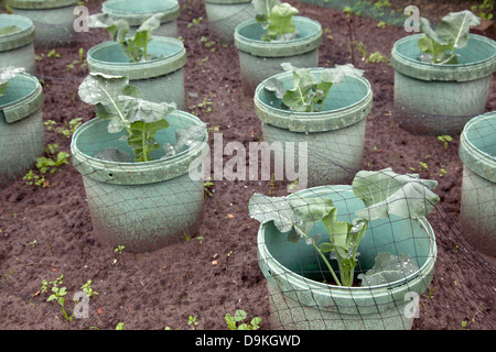 junge Kohl Pflanzen in Eimern im Garten unter netting Stockfoto