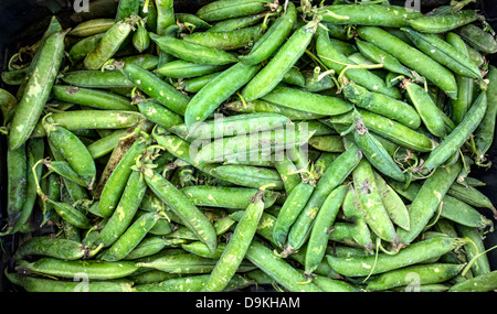 Frische grüne Schoten essfertig Stockfoto