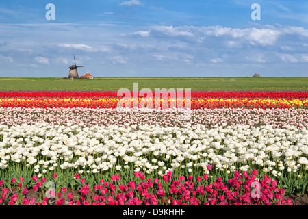 bunte Frühjahr Tulpenfelder und Windmühle in Alkmaar, Nordholland Stockfoto