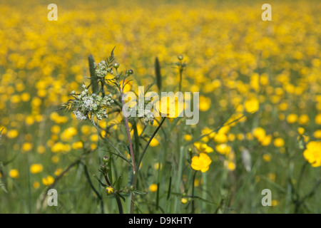 Blumen Wiese dominiert Hahnenfuß (Ranunculus Acris) Stockfoto