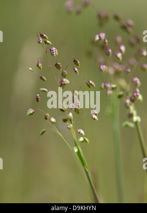 Bebende Grass Briza Media Blütenstände in Arten reichen Kalkstein Rasen Peak District UK Stockfoto