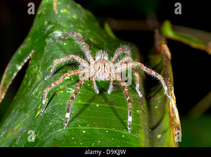 Wandernde Giftspinne (Phoneutria SP.) schaut in die Kamera, ecuador Stockfoto